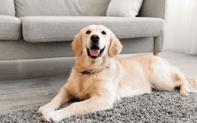 How to Maintain Your HVAC System for Better Air Quality if You Have Pets